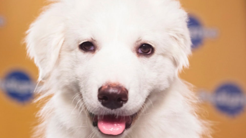 Illustration for article titled The Most Shocking Scandals of the 2013 Puppy Bowl